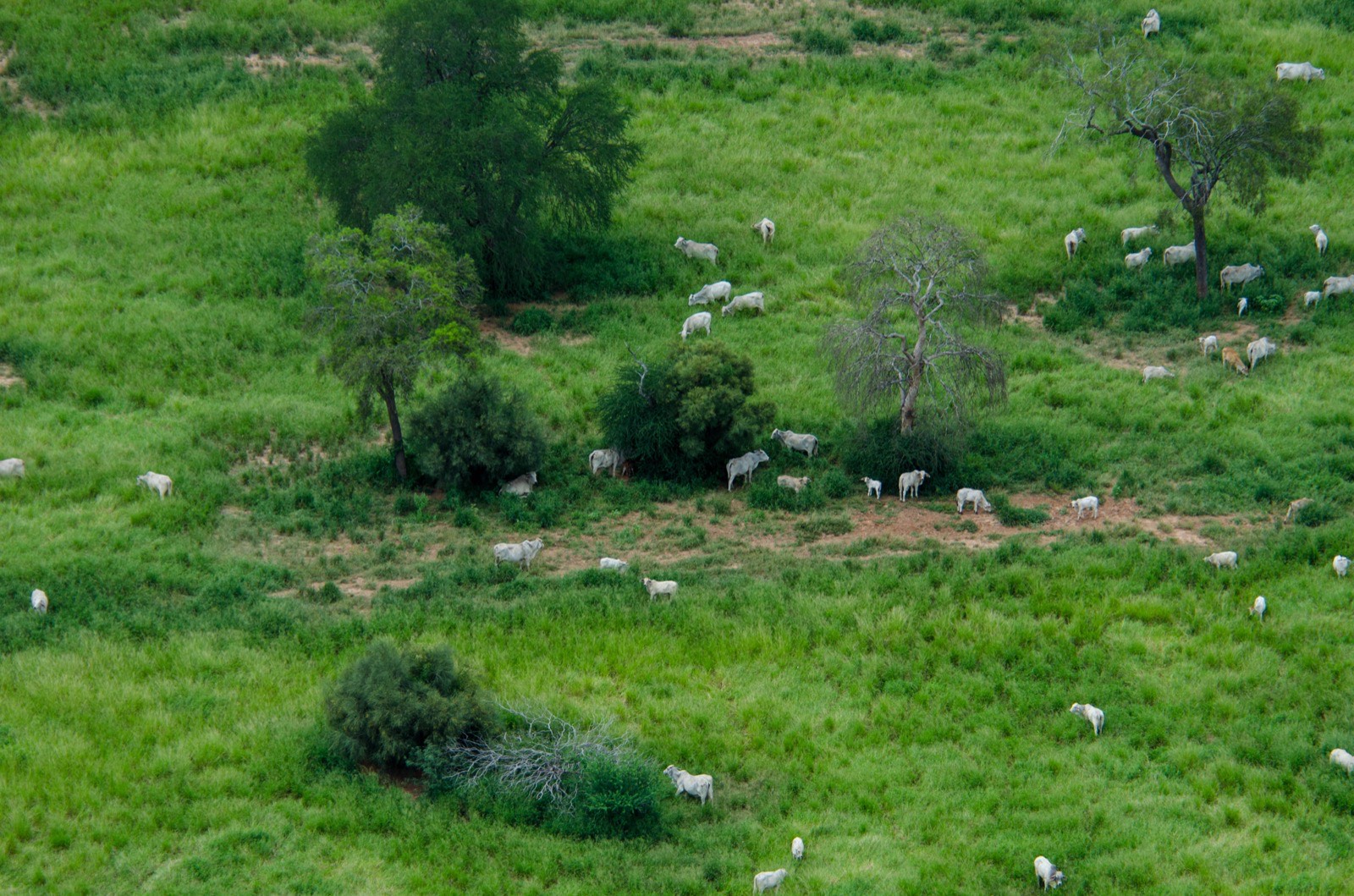 Aerial view of cattle grazing in Paraguay pastures